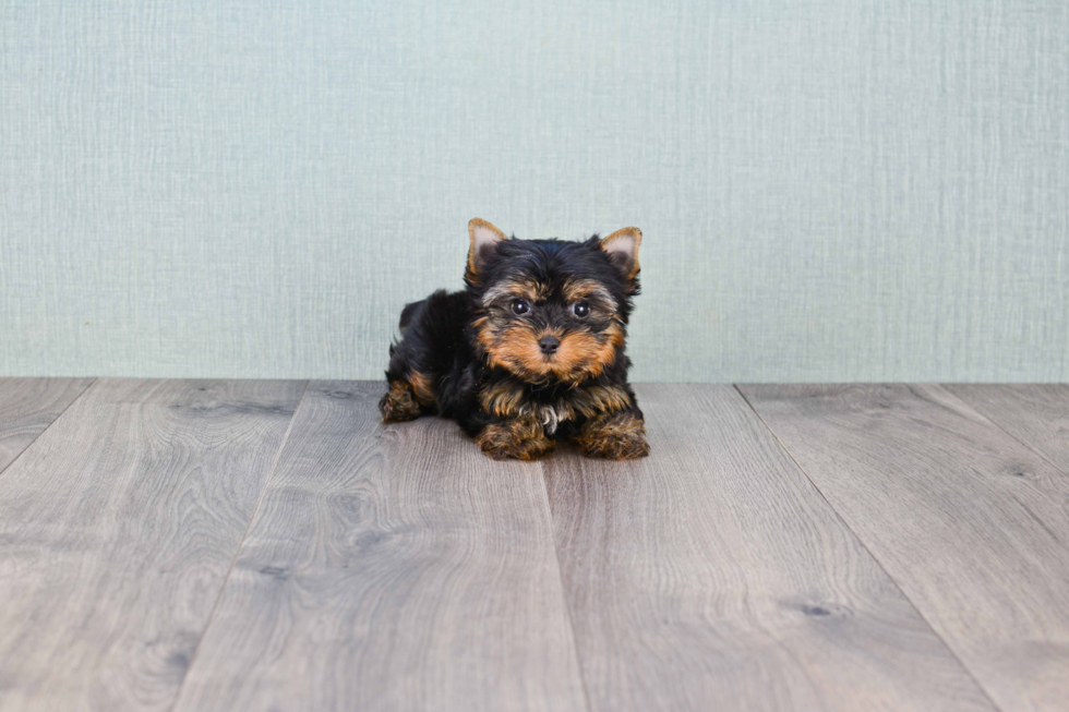 Meet Giselle - our Yorkshire Terrier Puppy Photo 