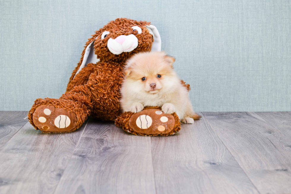 Energetic Pomeranian Purebred Puppy