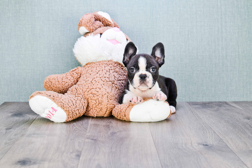 French Bulldog Pup Being Cute