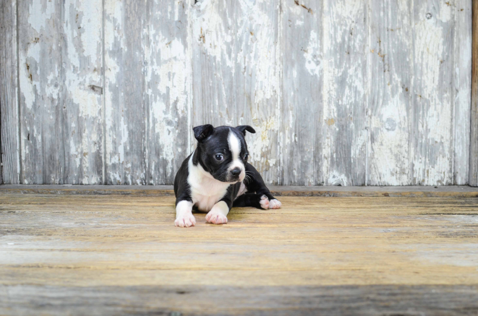 Best Boston Terrier Baby