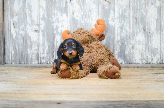 Cute Dachshund Purebred Puppy