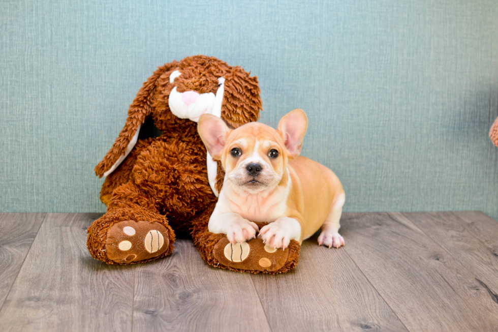 Best French Bulldog Baby