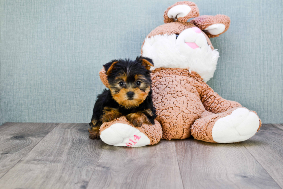 Meet Twinkle - our Yorkshire Terrier Puppy Photo 