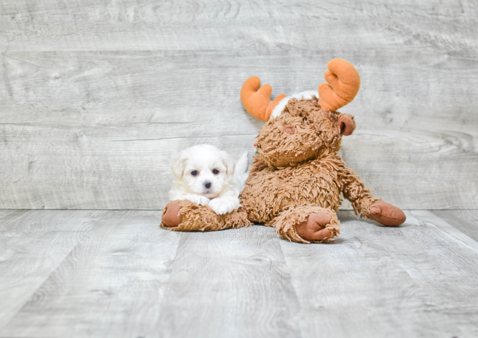 Teddy Bear Pup Being Cute