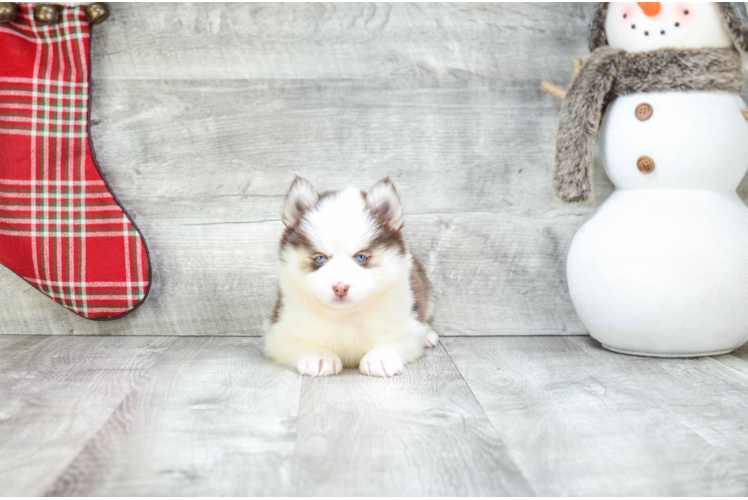 Pomsky Puppy for Adoption