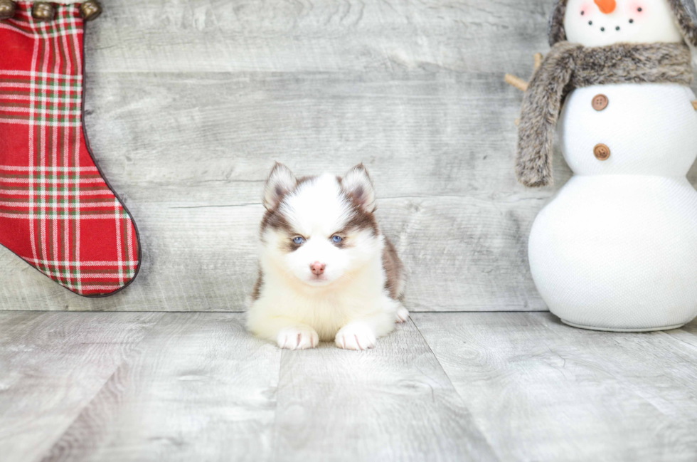 Pomsky Puppy for Adoption