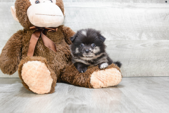 Smart Pomeranian Purebred Puppy