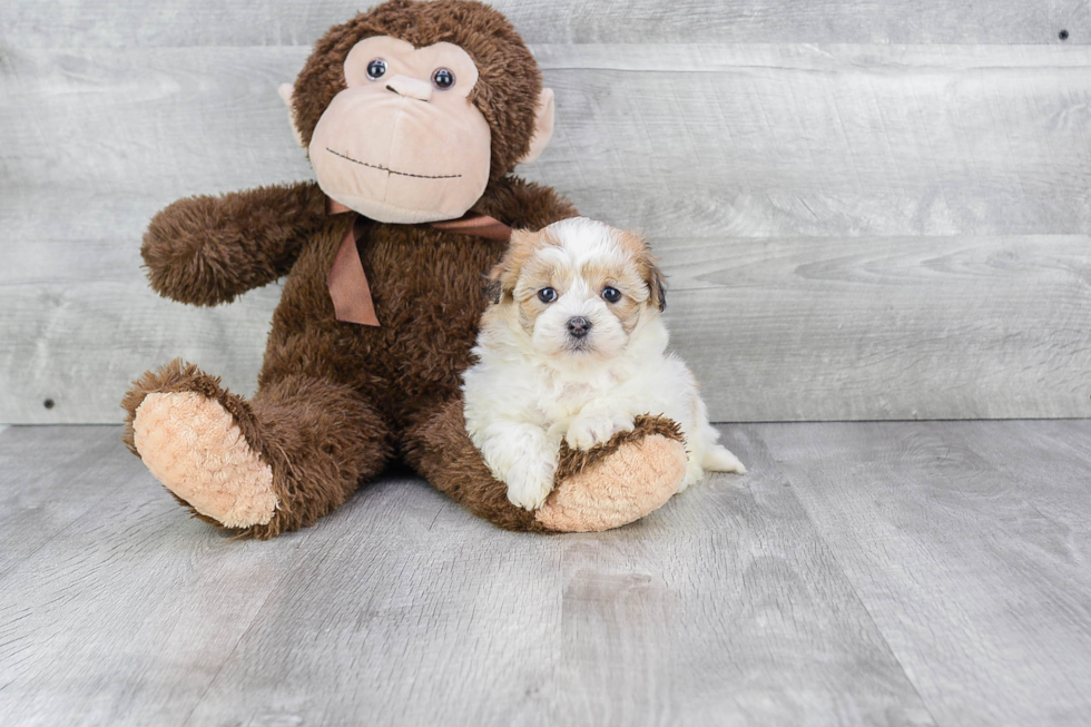 Fluffy Havanese Purebred Puppy