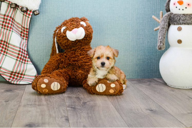 Morkie Pup Being Cute