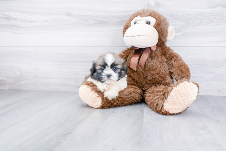 Popular Teddy Bear Designer Pup