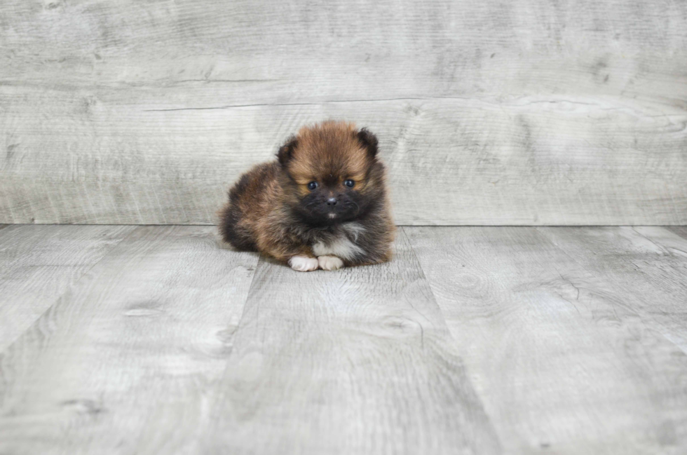 Small Pomeranian Baby