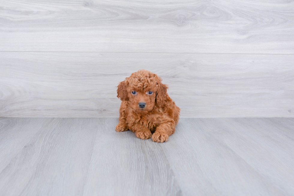 Best Mini Goldendoodle Baby