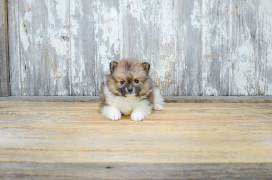 Popular Pomeranian Purebred Pup