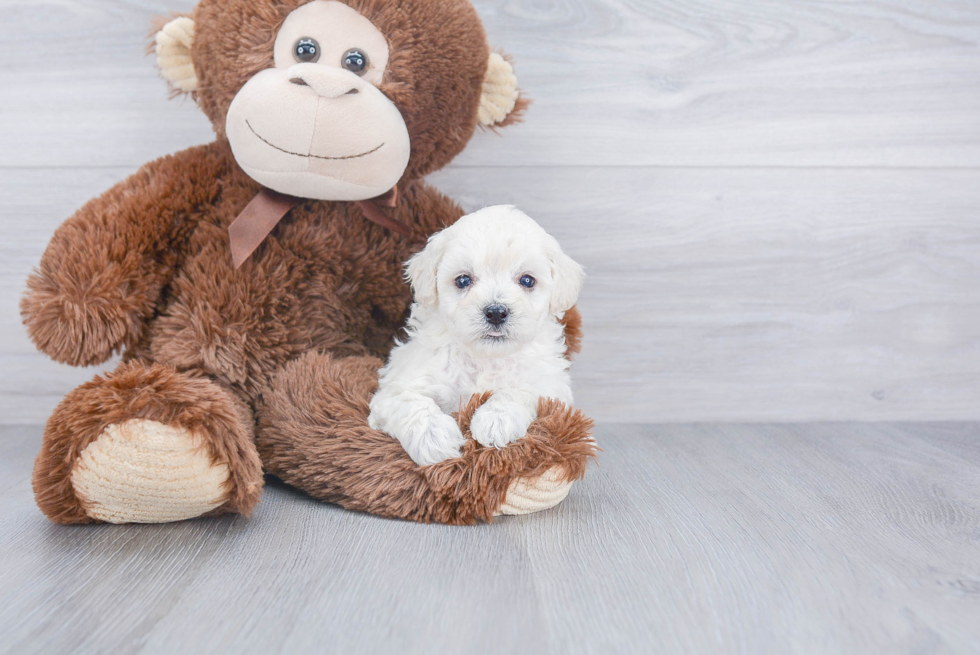 Energetic Havadoodle Poodle Mix Puppy