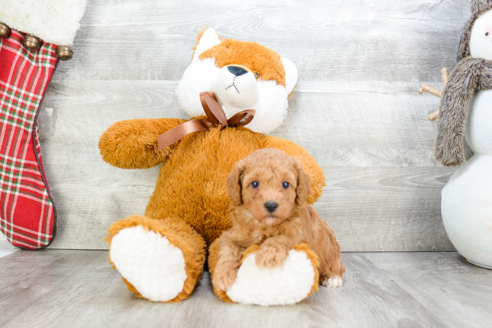 Popular Poodle Purebred Pup