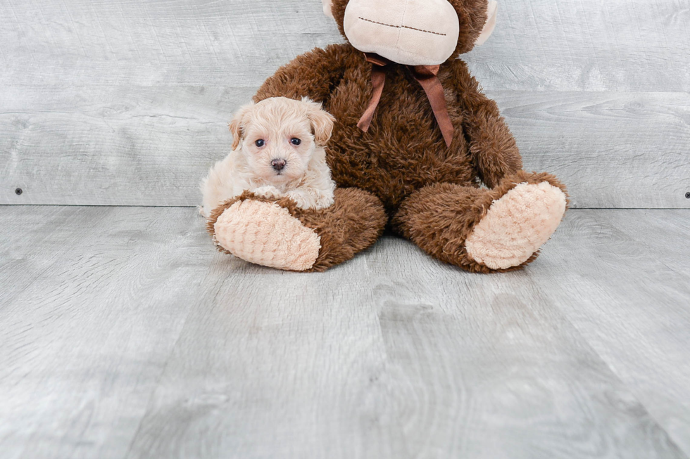 Sweet Maltipoo Baby