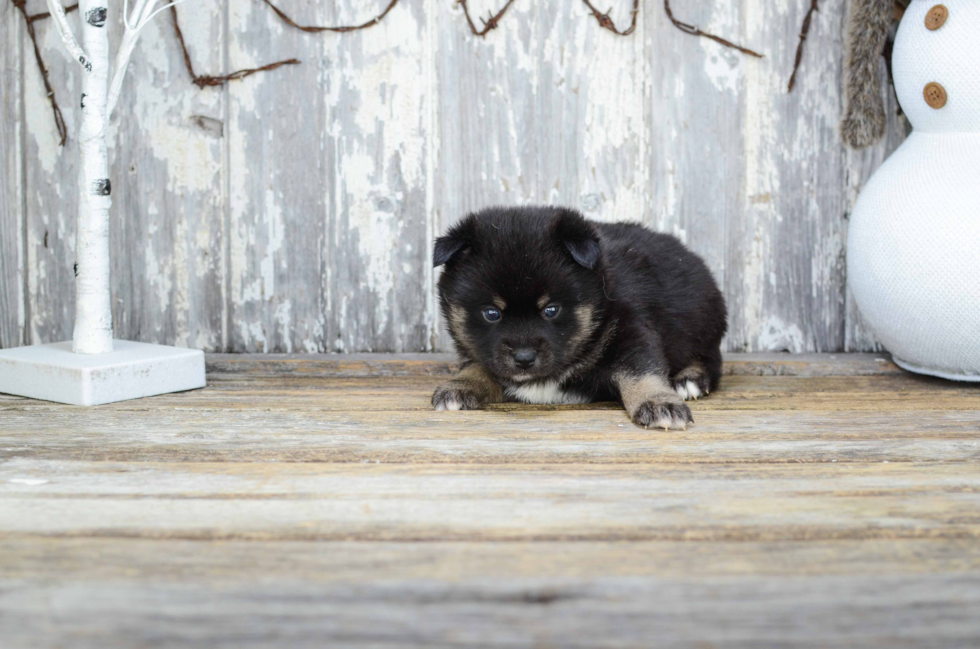 Pomsky Puppy for Adoption