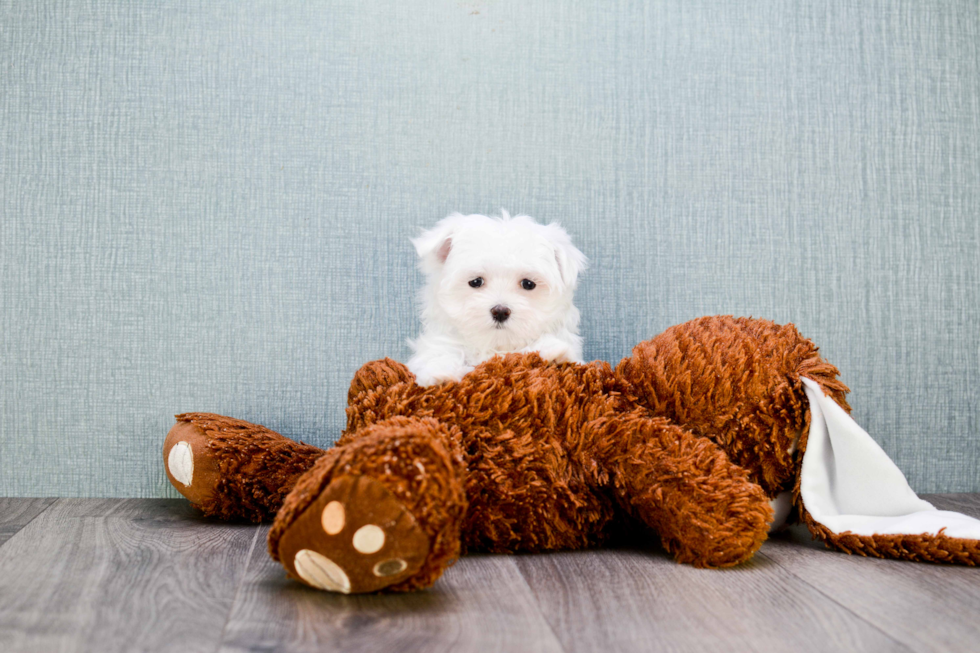 Best Maltese Baby