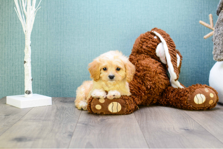 Cute Cavachon Baby