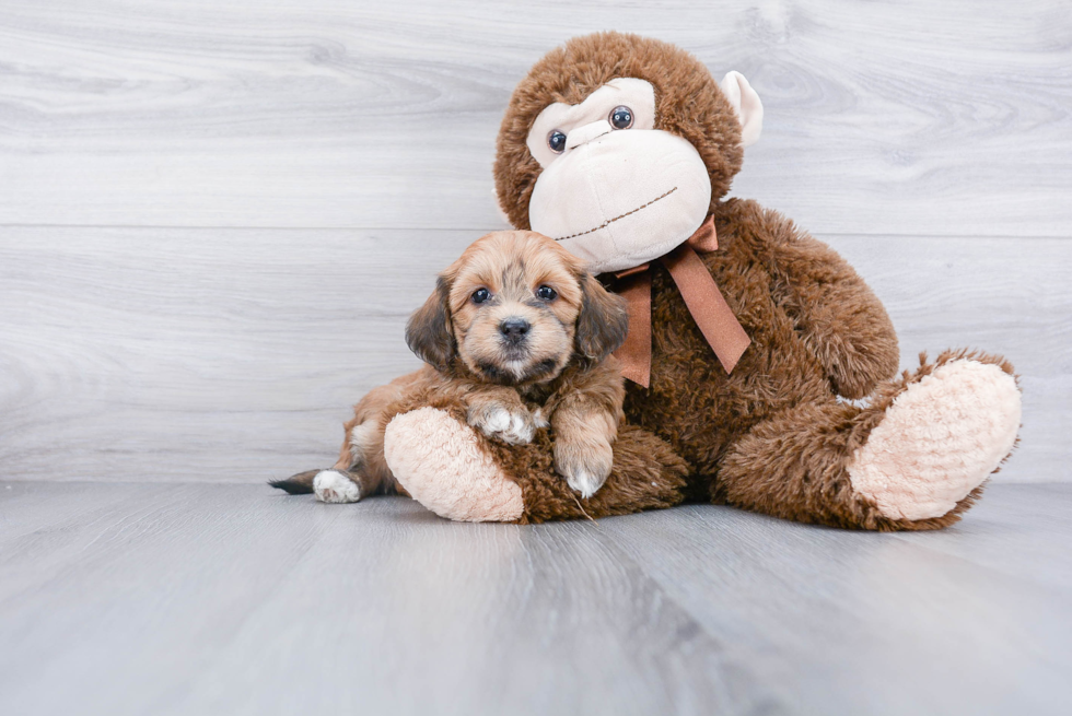 Smart Havanese Purebred Puppy