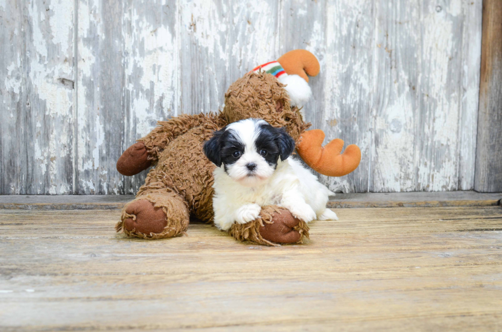 Small Teddy Bear Baby