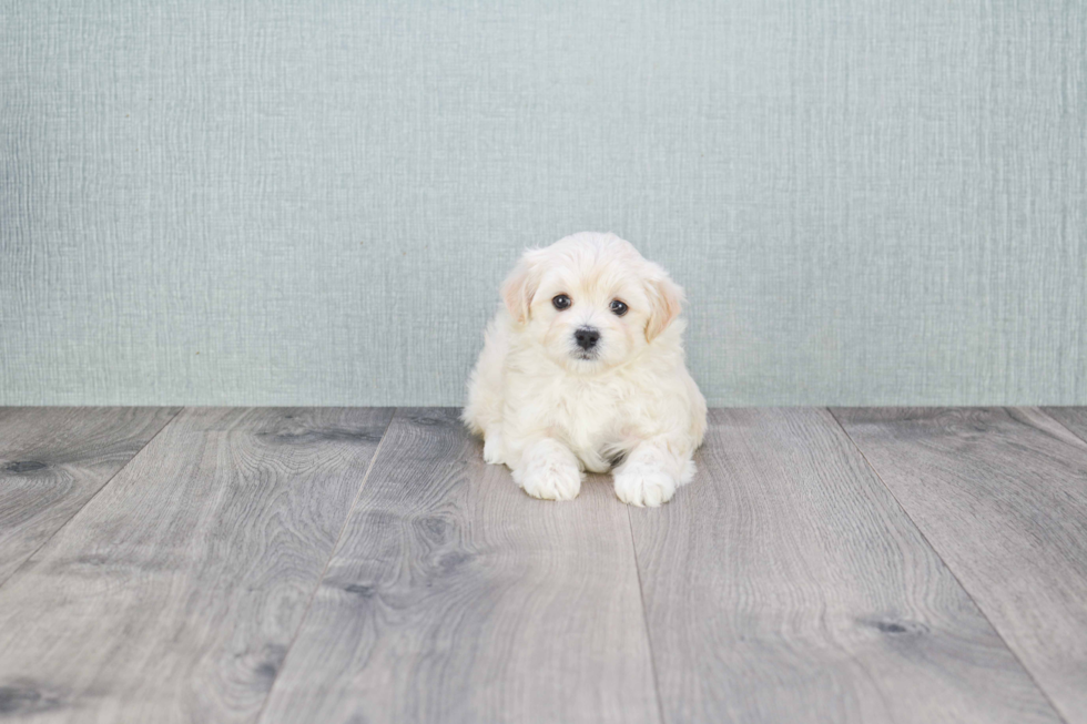 Best Maltipoo Baby