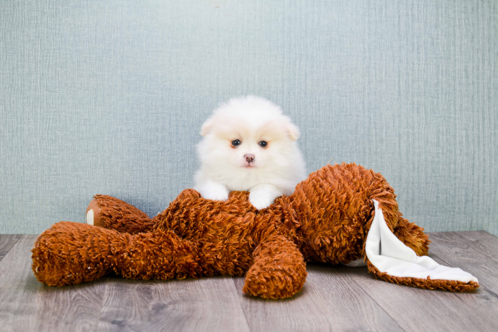 Pomeranian Pup Being Cute