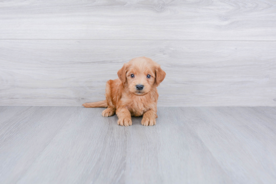 Mini Goldendoodle Pup Being Cute