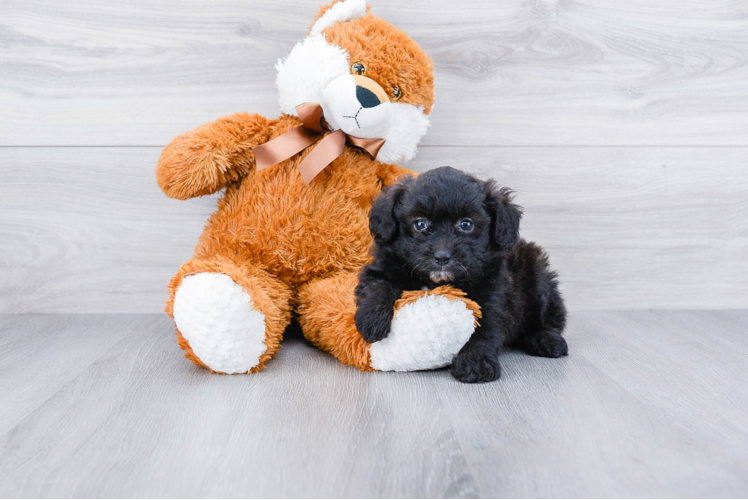 Sweet Pomeranian Purebred Puppy