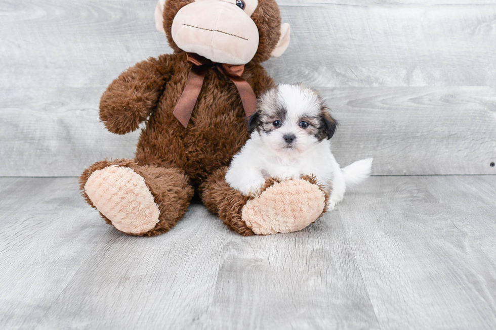 Fluffy Teddy Bear Designer Pup