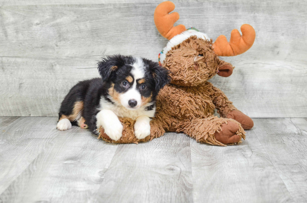 Energetic Aussiepoo Poodle Mix Puppy