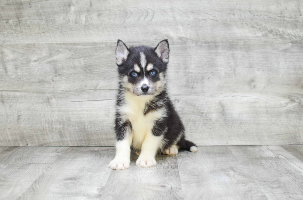 Pomsky Pup Being Cute