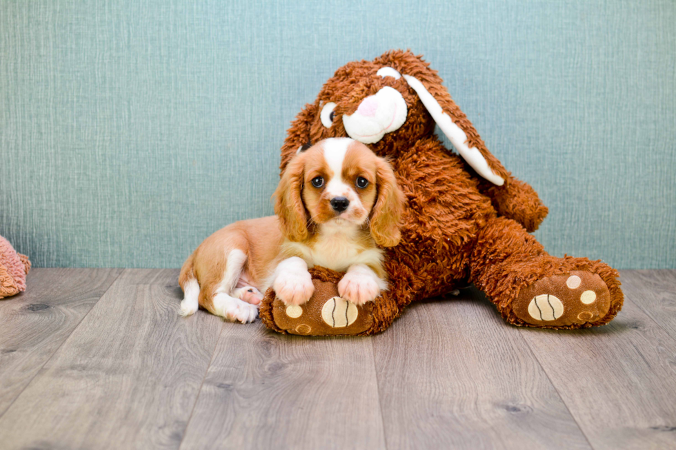 Cavalier King Charles Spaniel Pup Being Cute