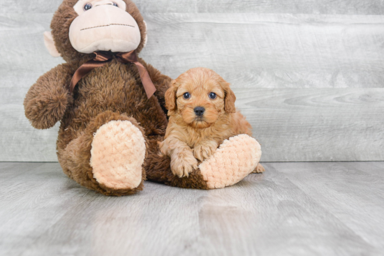 Fluffy Cockapoo Poodle Mix Pup