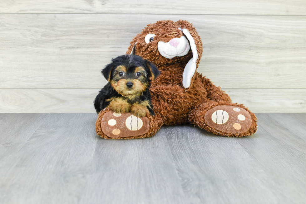 Meet Bella - our Yorkshire Terrier Puppy Photo 