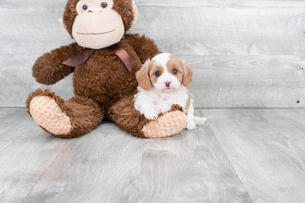 Cavapoo Pup Being Cute