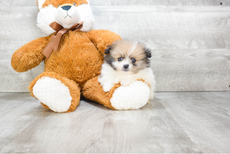 Playful Pomeranian Purebred Pup