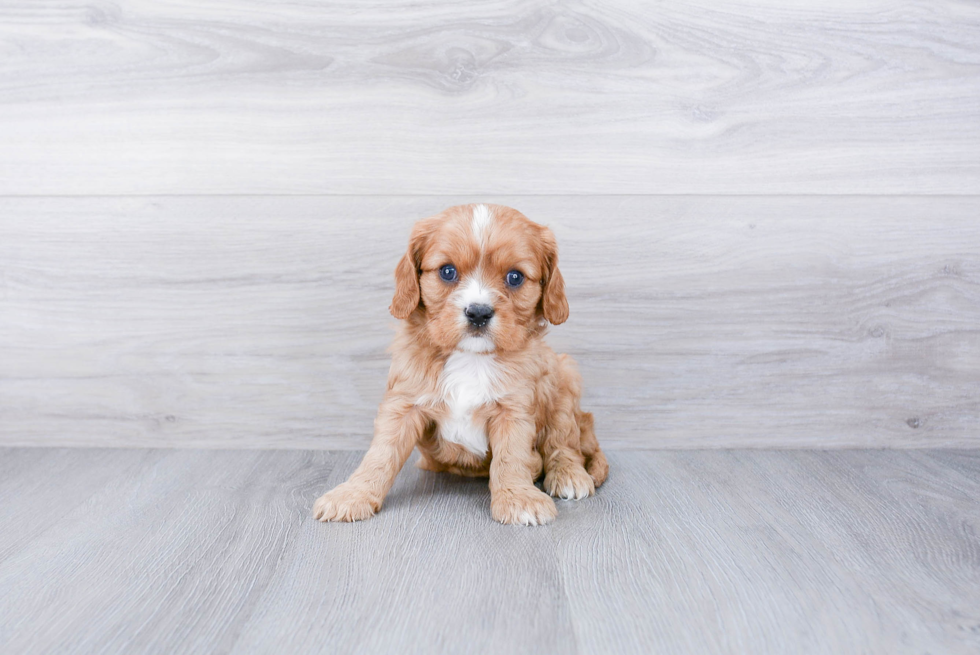 Smart Cavalier King Charles Spaniel Purebred Puppy