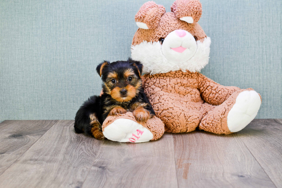 Meet Izzie - our Yorkshire Terrier Puppy Photo 