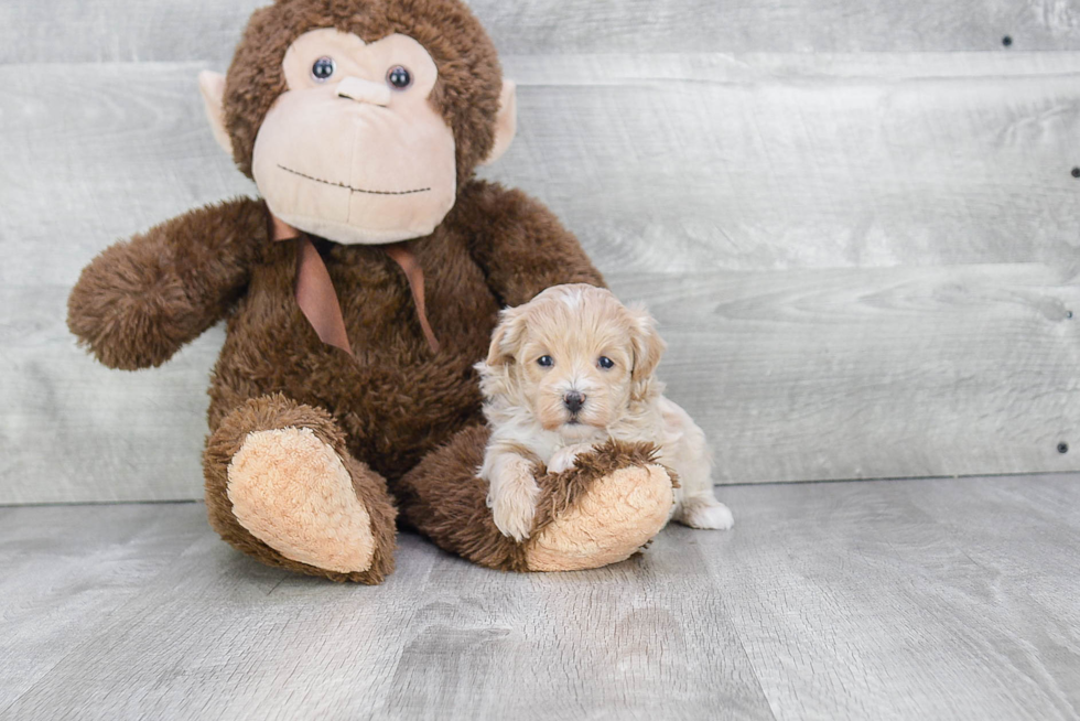 Smart Maltipoo Poodle Mix Pup