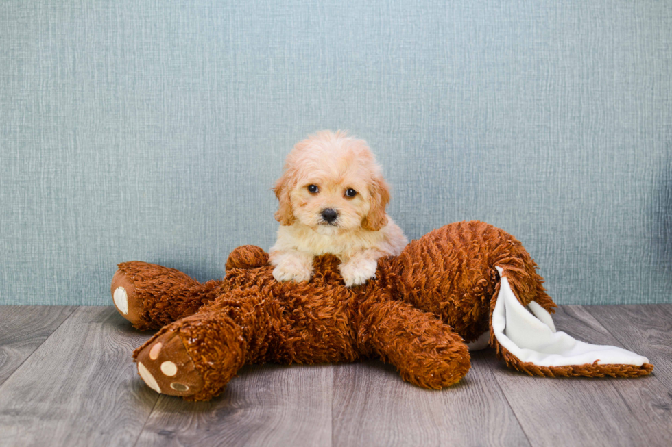 Energetic Cavalier Designer Puppy