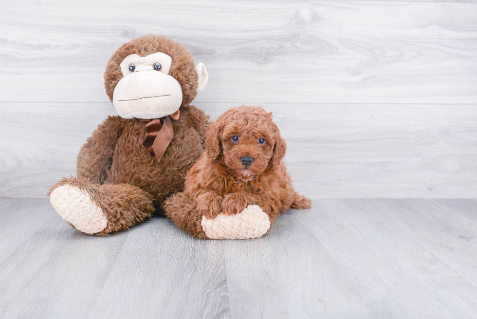 Cute Mini Goldendoodle Baby