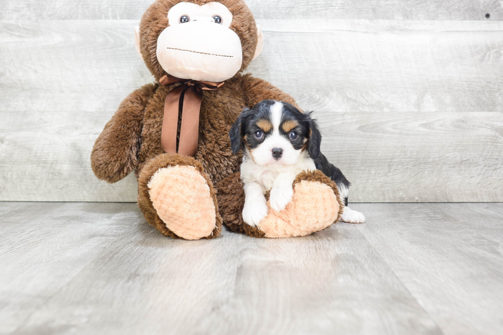 Cute Cavalier King Charles Spaniel Purebred Puppy