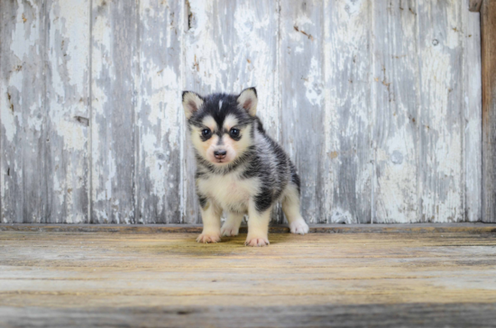 Funny Pomsky Designer Pup