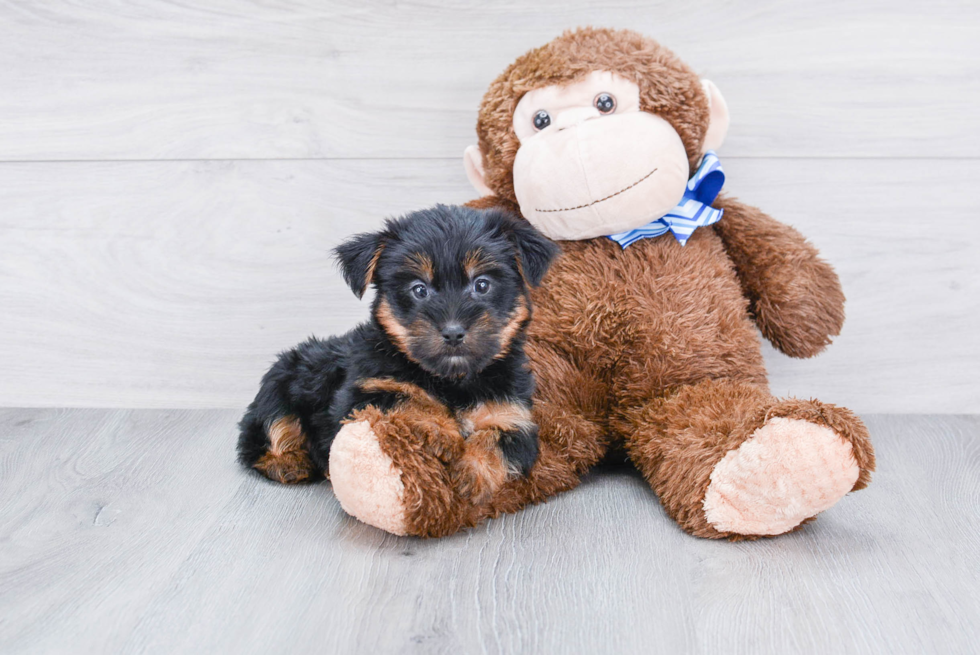 Meet Isabella - our Yorkshire Terrier Puppy Photo 