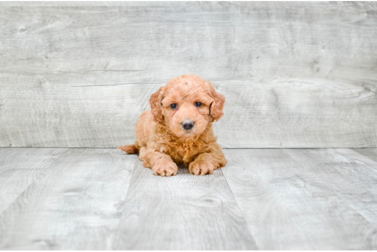 Energetic Golden Retriever Poodle Mix Puppy