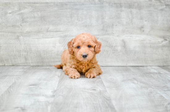 Energetic Golden Retriever Poodle Mix Puppy