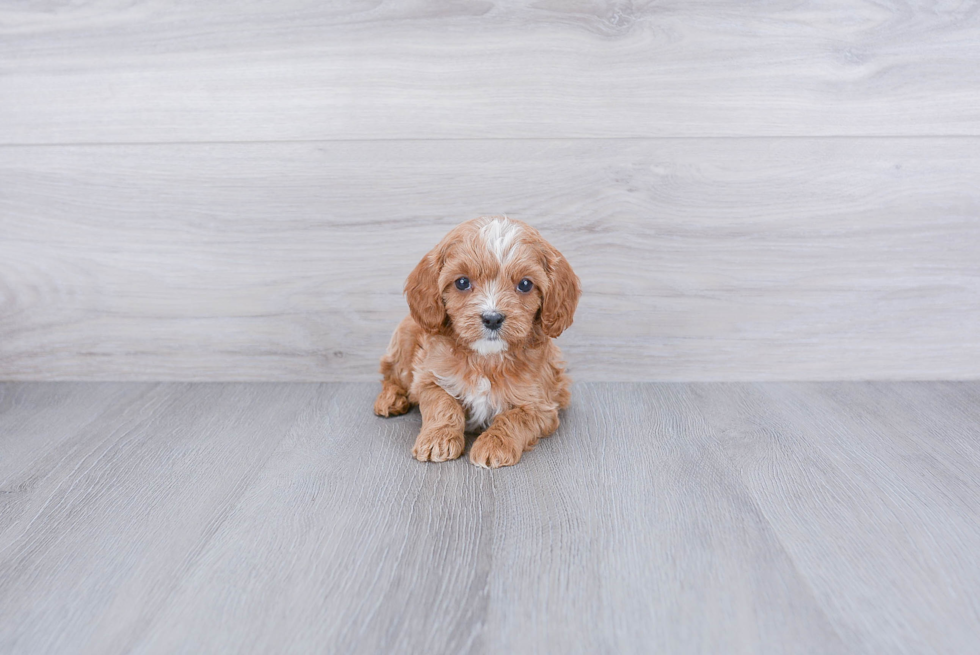 Cavapoo Puppy for Adoption