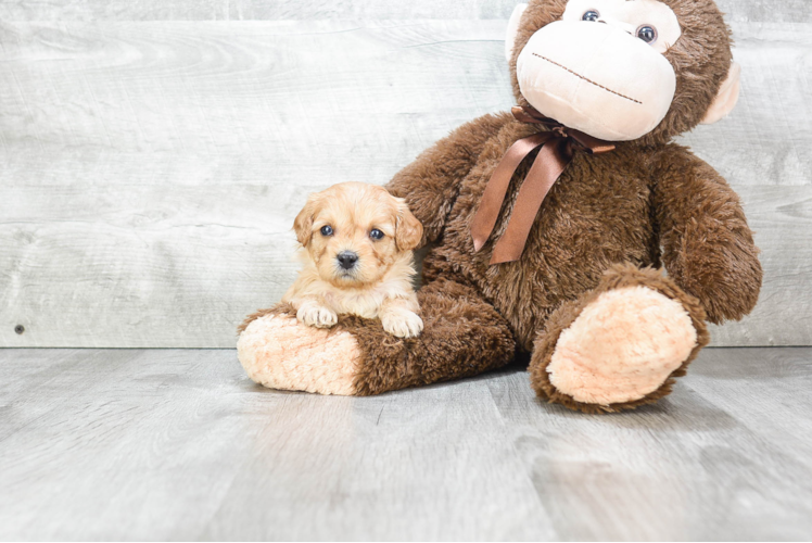 Happy Cavapoo Baby