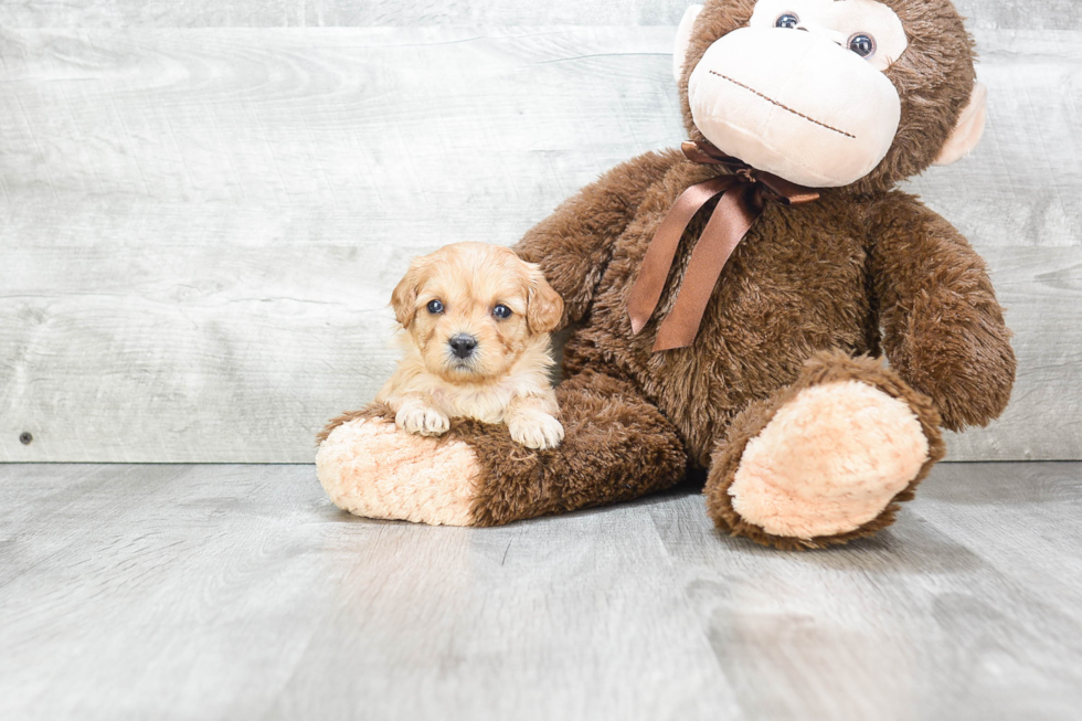 Happy Cavapoo Baby